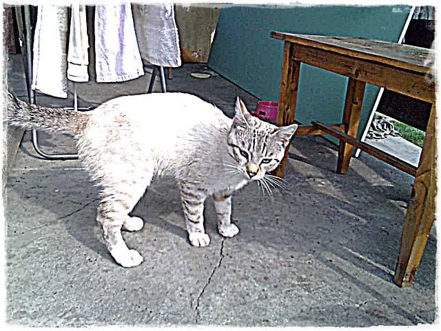 kotek