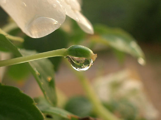 morning dew.