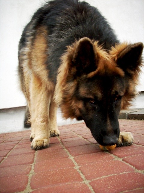 ReX..