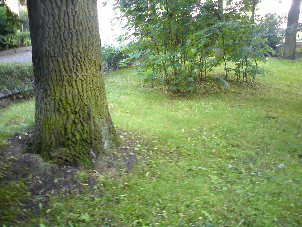 Grass