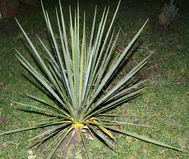 niema natura