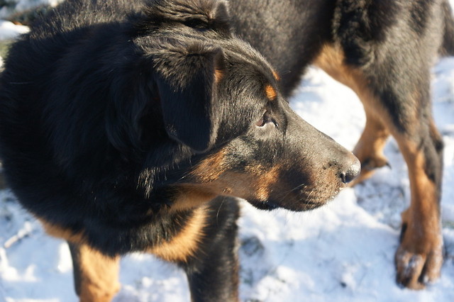 Doxi