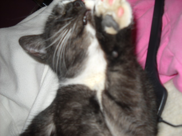 mj kochany kicio;*