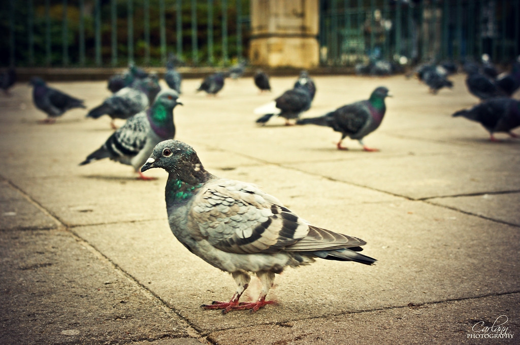Birds...