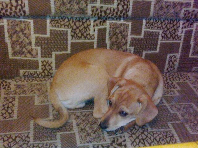 Rafi