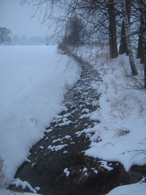 Dzicz