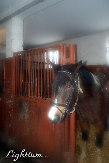 Bojar.