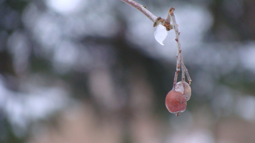 Macro