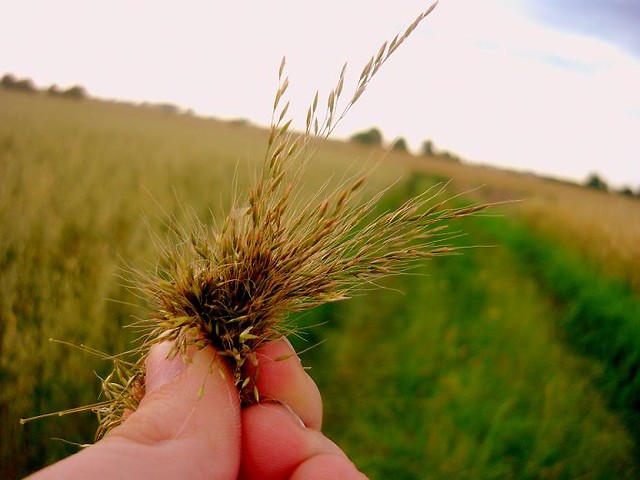 latto.
