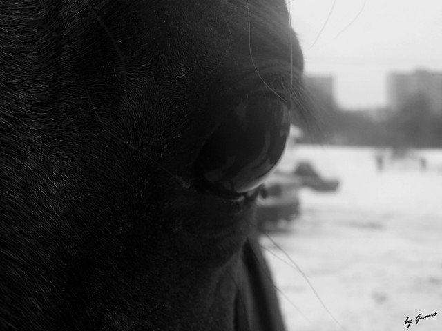 Kucy ;)