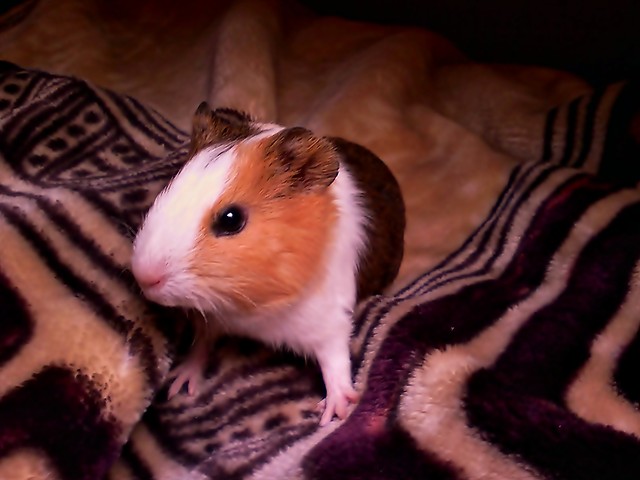winia;p