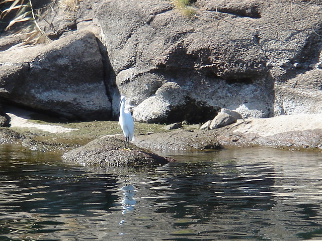 Ibis