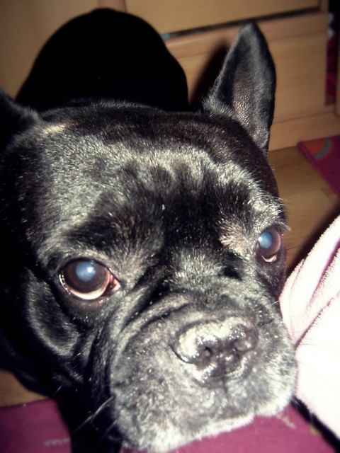 Mr Simon