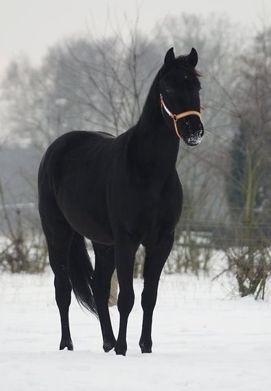 BlAakus