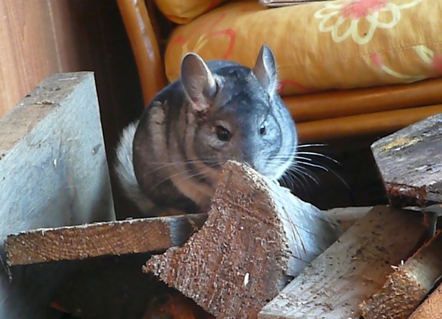 Mr. FRED