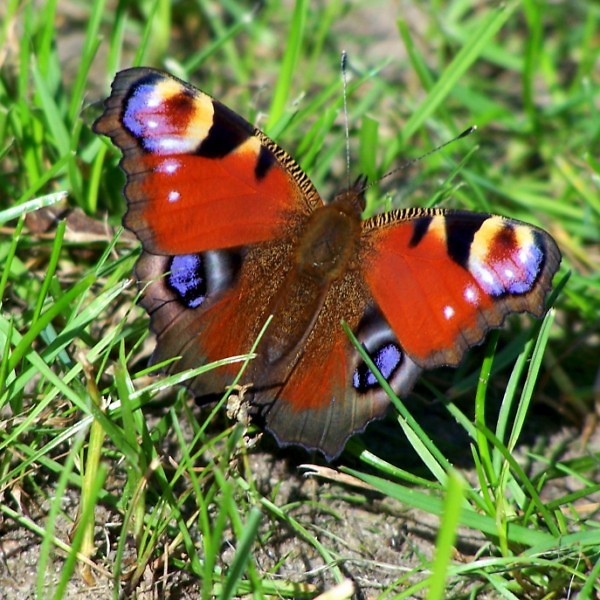 ohh, look at the butterfly.