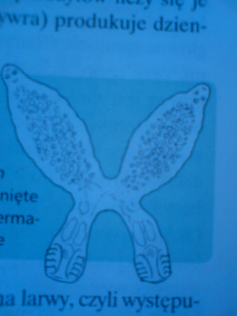 One si umiechaj x=