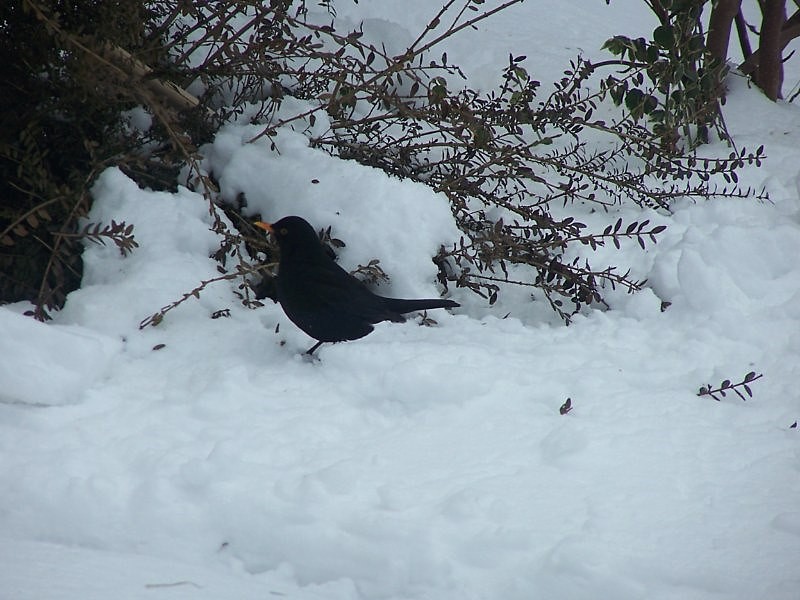 winter