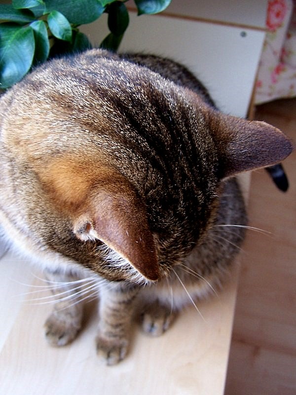 shy