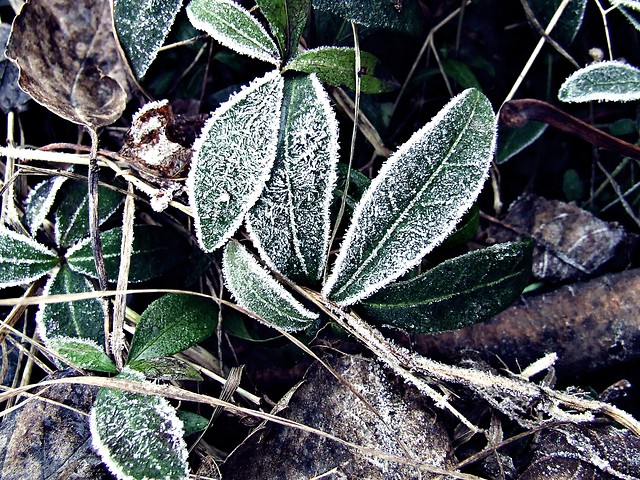 Vinca minor