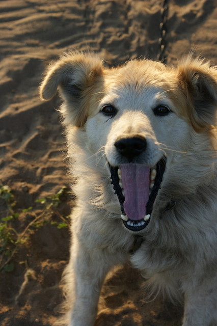 siemaaaaaaaaaaaa ! 