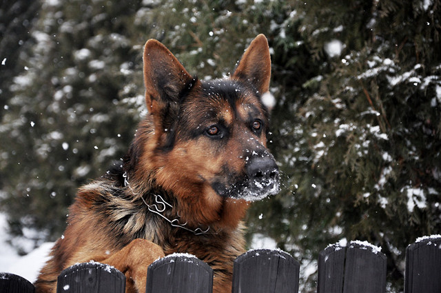 Rex