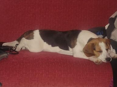 ZAGIN beagle Wirek Borys