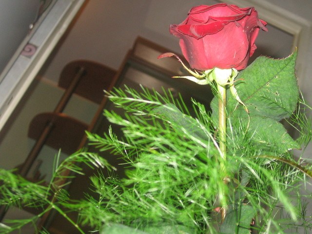 moja roza ;**