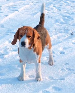 ZAGIN beagle Kosy- ALEK