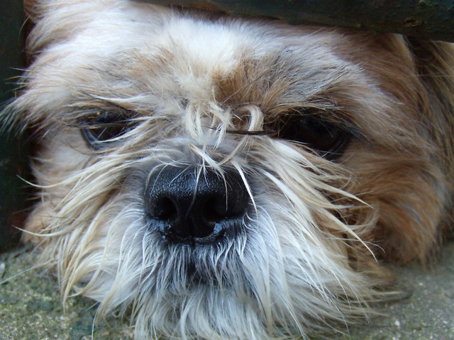 Nosek