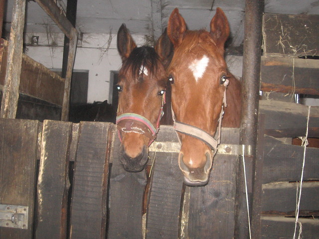 Harfa i Gwen