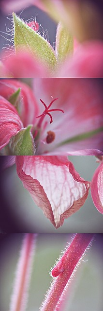 pelargonidyna