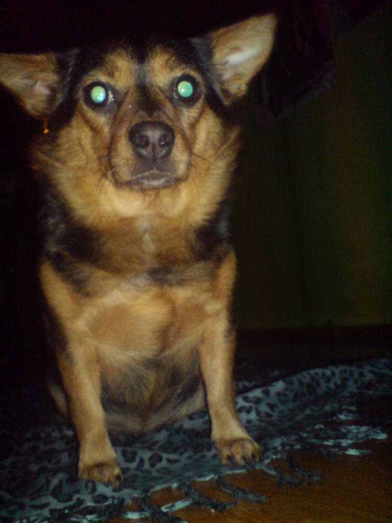 Piesek.