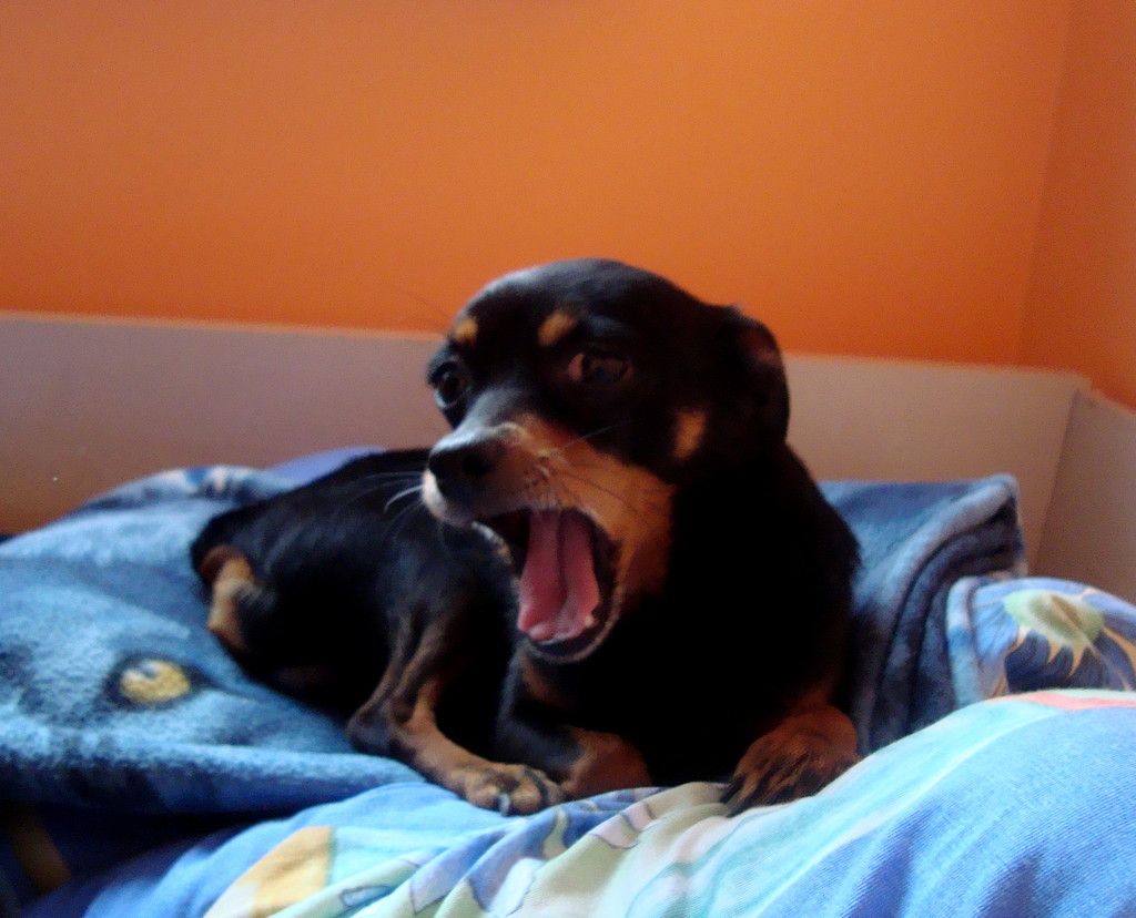 Kuuuubuch . ; ]] 