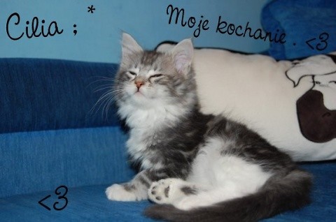 Cilia . ; D