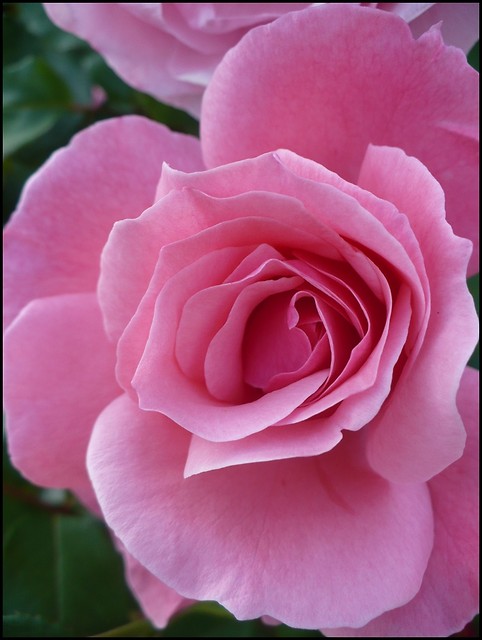 rose.