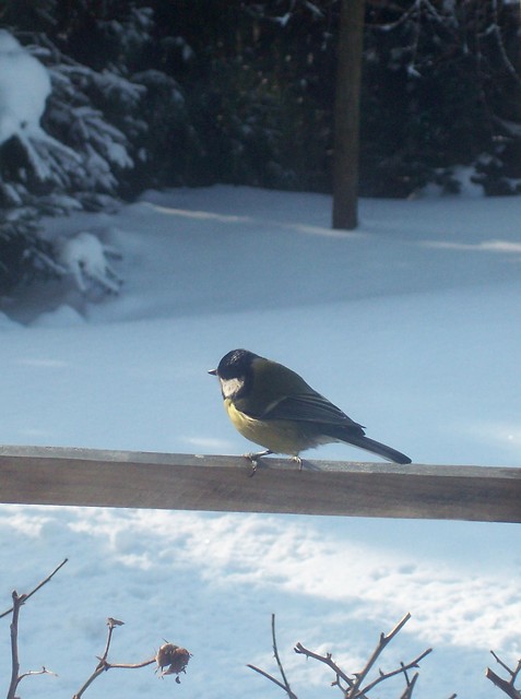 Bird... 