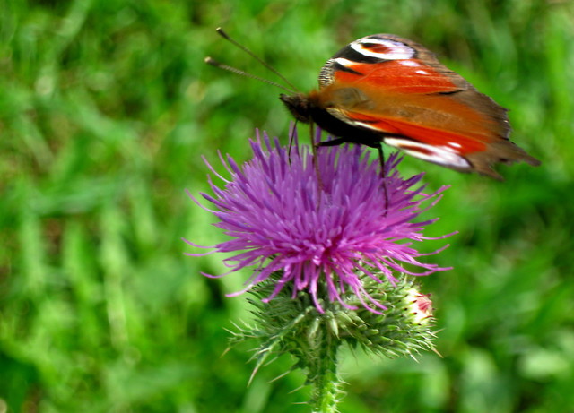 Papillon