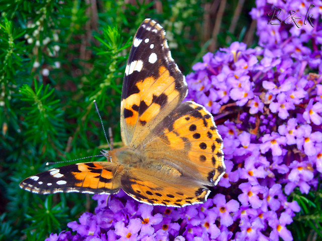 Motyl - Hortulus - lato '09 B.