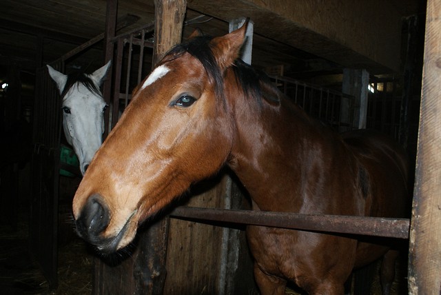 Hornetka ;*