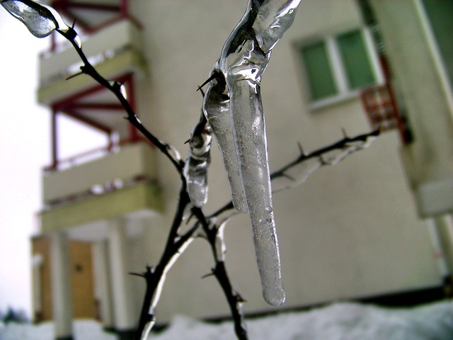 Zima