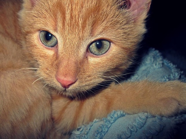 Ky Ky