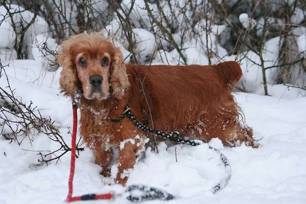 Cliford Spaniel do oddania!