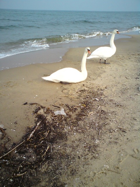 ferie. ;D