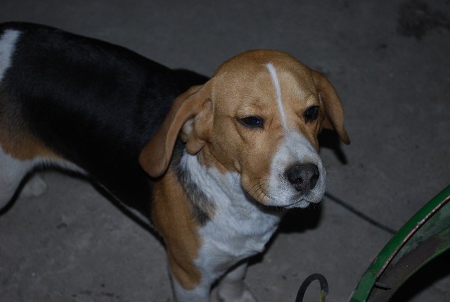 znaleziono Beagle Grudzidz