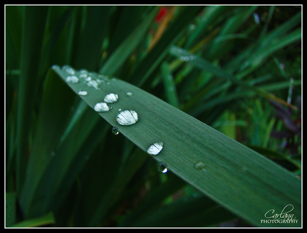 Green...