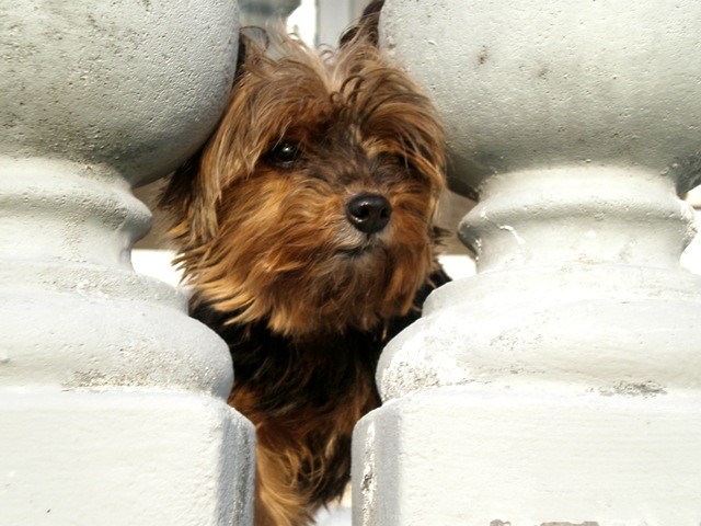 Molly-najmniejszy york wiata:P