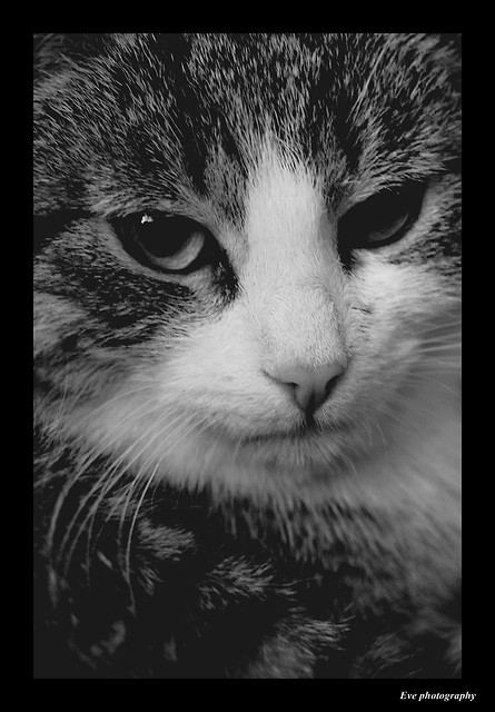 agata.