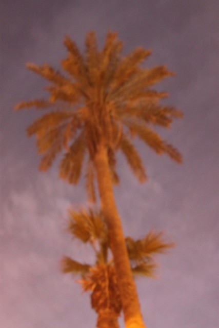 Palm Area.