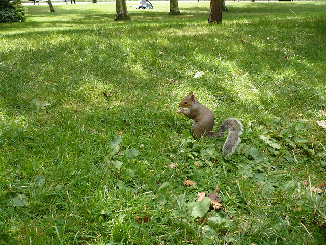 Chomik :)